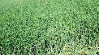 Flado Bugdaya Pas Atımı