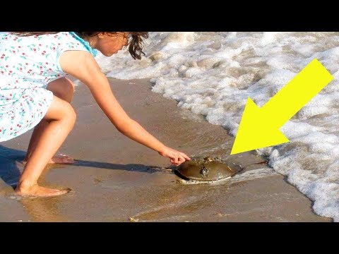 Vídeo: Como Se Encontrar Na Praia