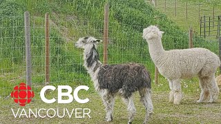 2 'lonely' alpacas in Tappen, B.C., find friendship