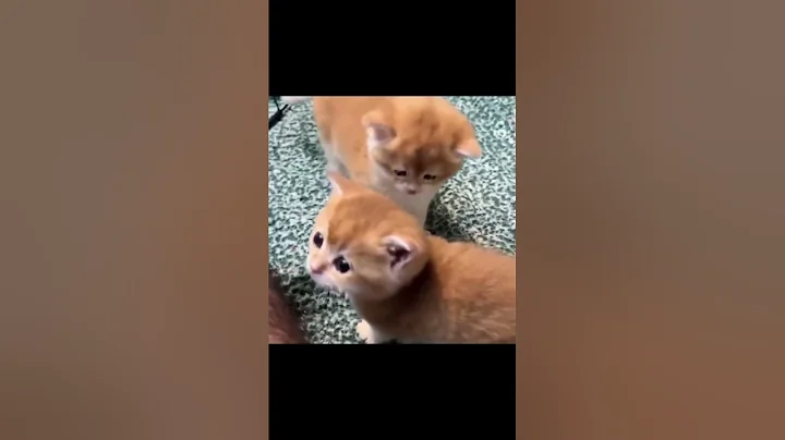 61238846 950690782 97079765 474199135 1  2