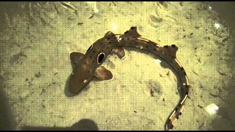 PL1: EVOLUTION OF TETRAPODS: WALKING FISH