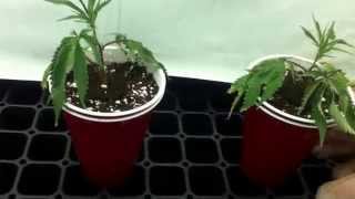 Yet another grow update! Week 3, and transplant time.