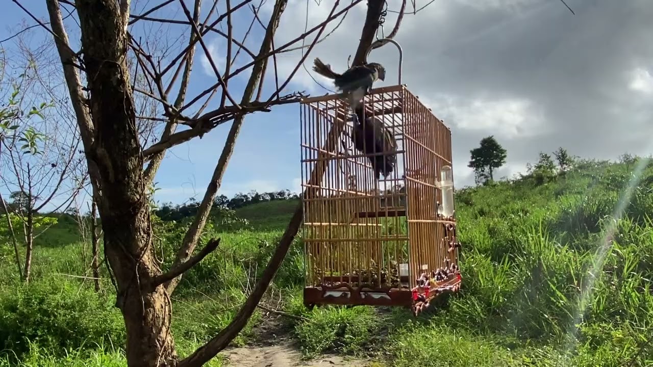 Cúrio MAGNATA em ação 🍯😍