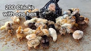 200 Chicks with one hen - Aseel hen harvesting eggs to chicks