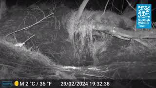 Female badger moving her cub by Scottish Wildlife Trust 478 views 2 months ago 32 seconds