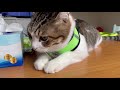 I tried putting a harness for a walk on my cat!猫に初めてハーネスをつけてみた！