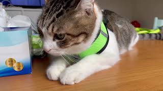 I tried putting a harness for a walk on my cat!猫に初めてハーネスをつけてみた！