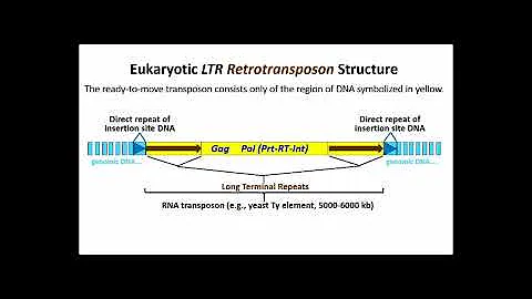 250 LTR Retrotransposons - DayDayNews