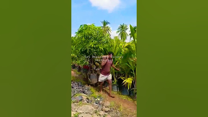 #Sri_Nagadivya_Nursery #Kadiyam #Big #Mango_Plants #9849441465