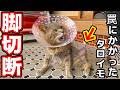 【脚切断】猪の罠にかかった野良猫の脚を緊急切断しました。