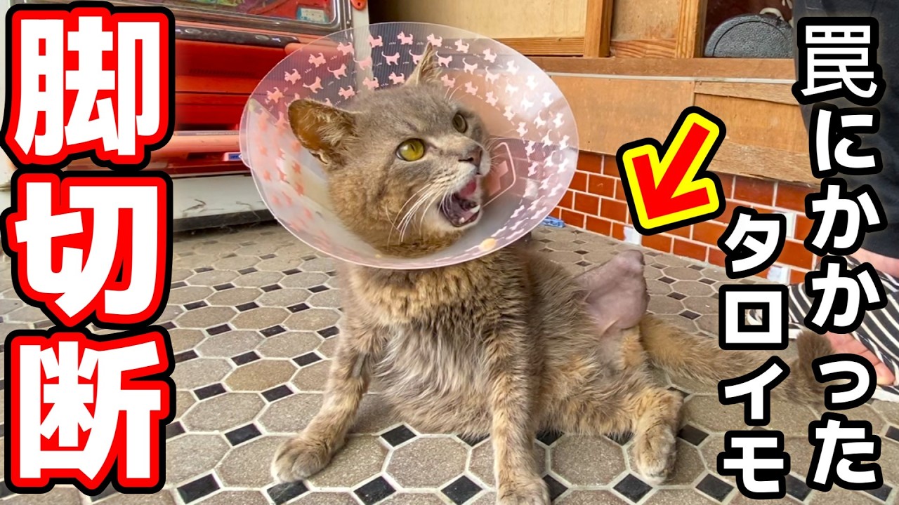 【脚切断】猪の罠にかかった野良猫の脚を緊急切断しました。