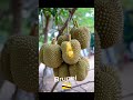 World national fruits. #national #fruits #healthydiet #viralshort #trending @ssteller11
