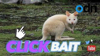Its A Boy Albino Baby Kangaroo Makes Debut