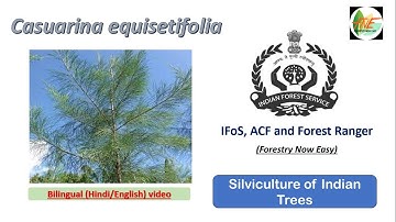 Casuarina || Silviculture of Indian Trees for UPSC IFoS , JPSC ACF and Forest Range Officer