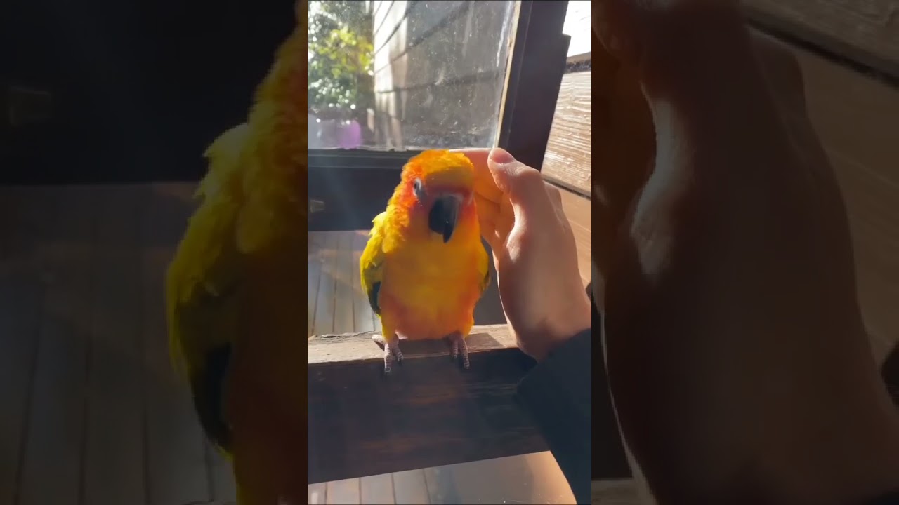 The Human Parrot 🐦 bond is so intense apply for a feature 