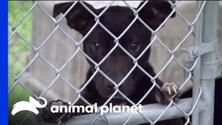 Villalobos Rescue Centre Helps Dogs Rescued From Fighting Rings | Pit Bulls & Parolees