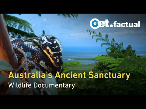 Video: Daintree Rainforest: Visas vadovas