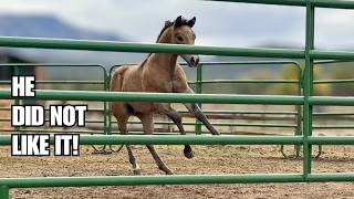 Weaning my foal ~ He was not happy!