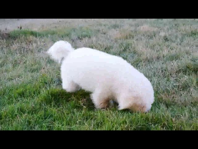 Razze Cani Il Cane Bolognese Carattere E Caratteristiche Dogalize