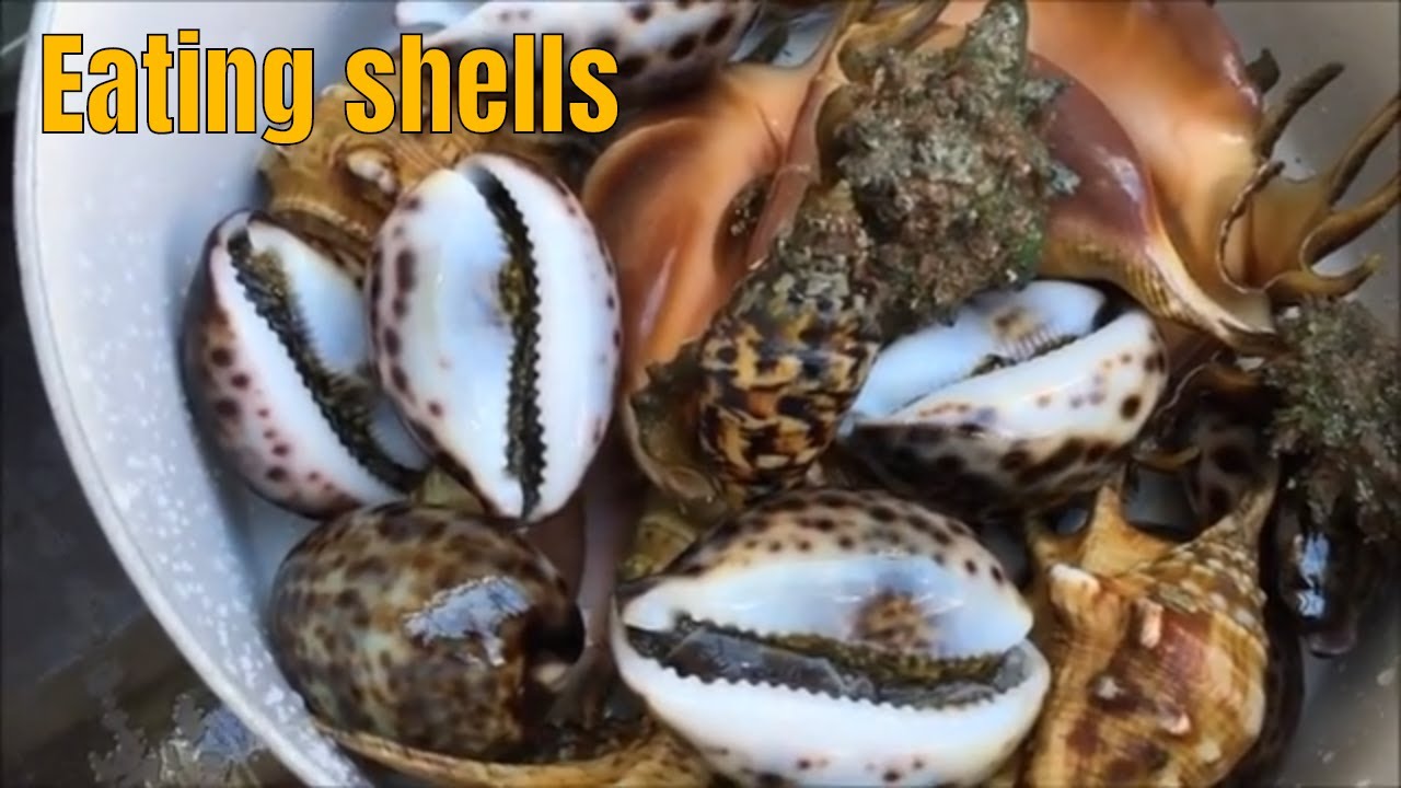 Shell Mukbang DAMA SHELLS MUKBANG #mukbang #prietodiazsor - YouTube