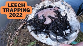 Leech Trapping (My BEST check ever!)
