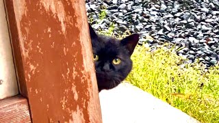 玄関に見知らぬ猫が再来して信じられない事実が。。