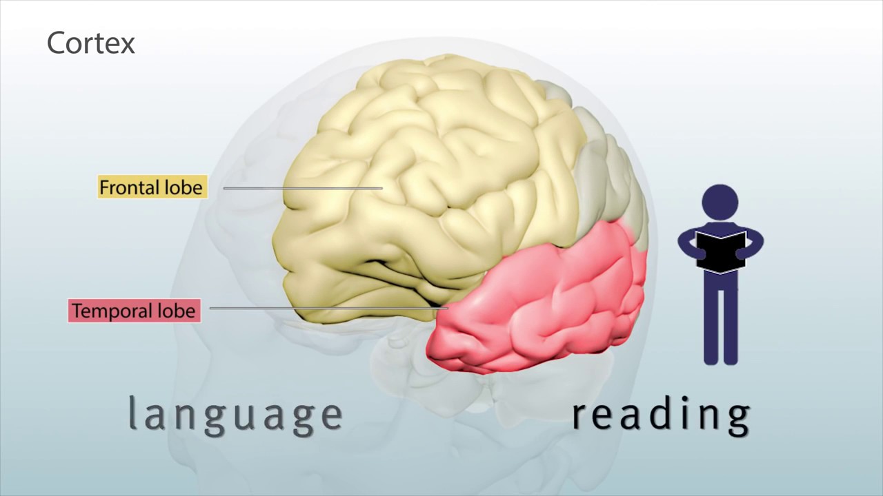 Brain languages. Neuroanatomy Wallpaper.