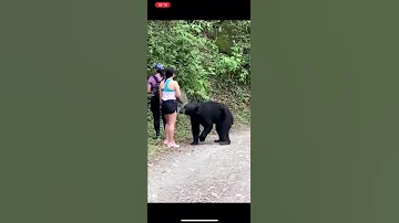 Слегка укусил и ушел. Туристки повели себя правильно, встретив медведя в лесу