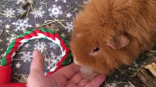 Guinea Pig Too Hot In The Summer