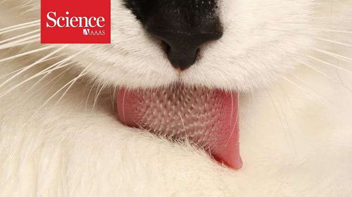 Secrets of the feline tongue - DayDayNews
