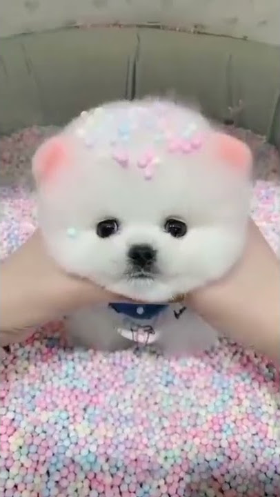mere buggu kis u mis u love u dogs status status dogs cute dogs dog baby cute dog short status video