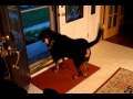 Dazy, Black and Tan Coonhound, howling の動画、YouTube動画。