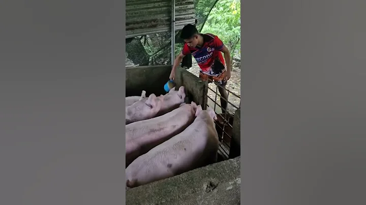 feed and vitamin mixed #hogfarming #pig #pigfeed #pigbreeding #piggy #hogger #pigfarming #animals