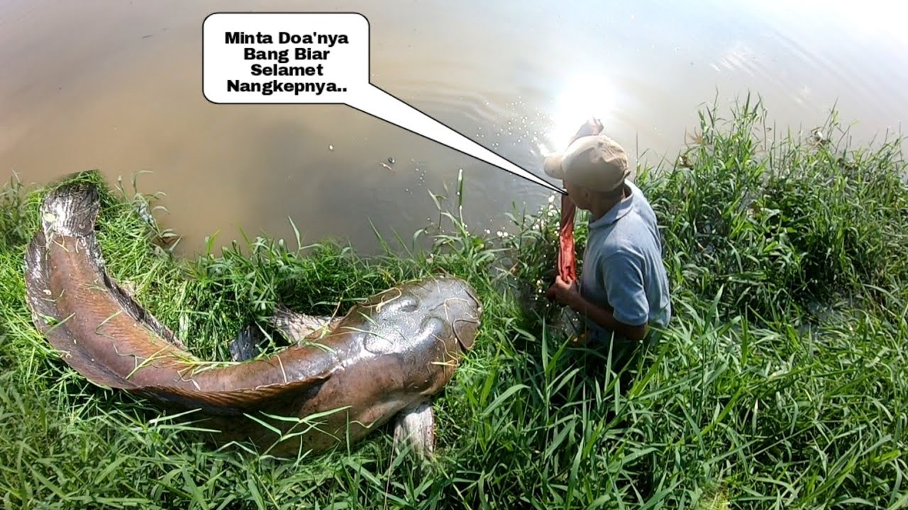 Merinding Bukan Main Akibat Banjir Besar Air Waduk Meluap ikan ikan Monster Keluar Dari Sarangnya