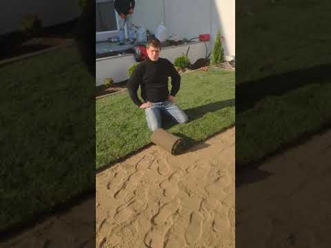 Стелим Рулонный Газон в Одессе