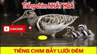 Tiếng chim Nhát Hoa, rẽ hoa gọi bầy, Tiếng chim bẫy lưới đêm #19