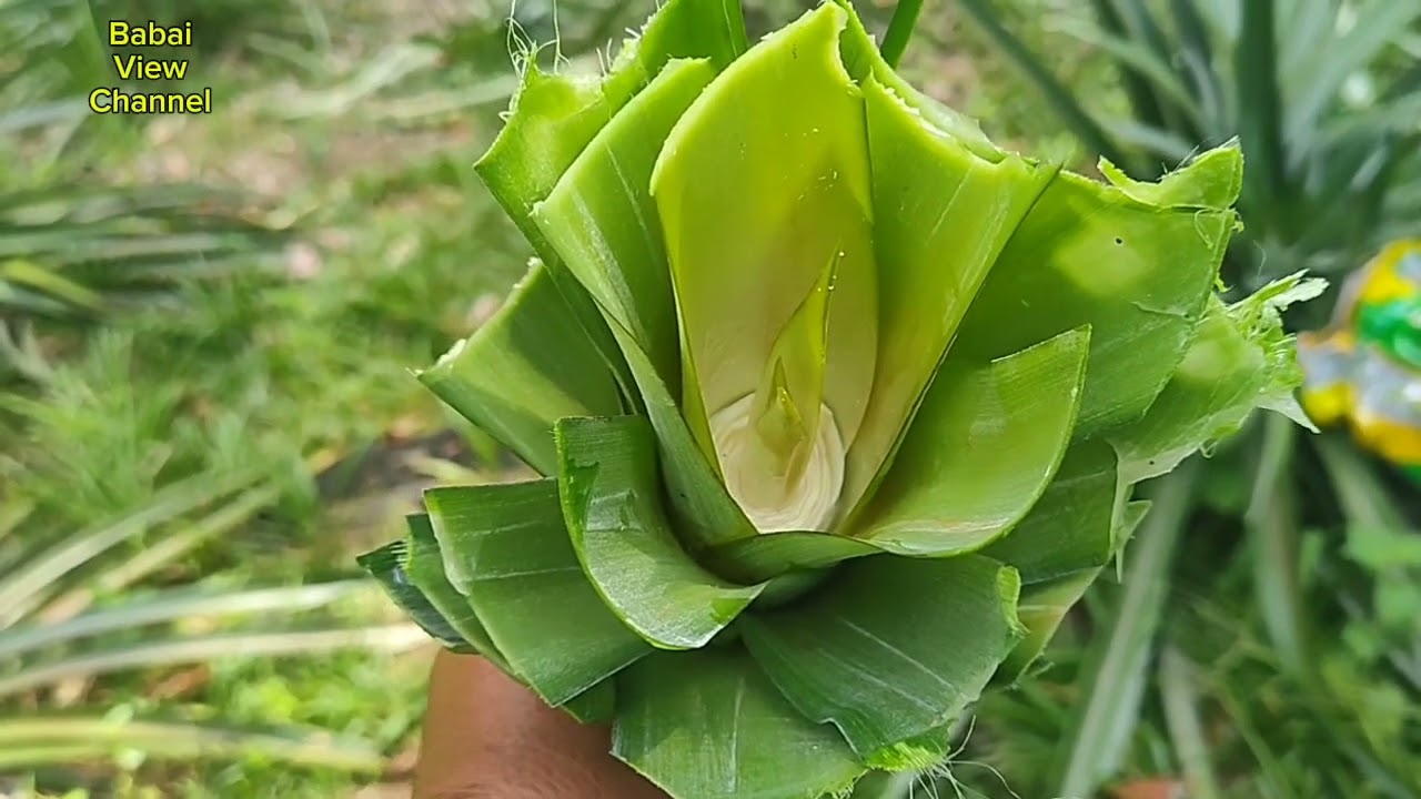 ambil anak nanas dengan bapa..