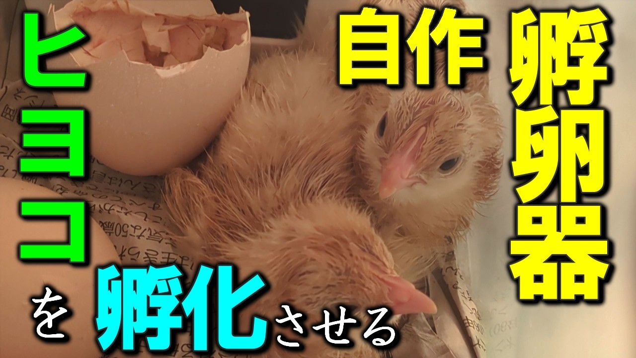 Living in a Shack: A Struggling Guy Hatches Chicks Using a DIY