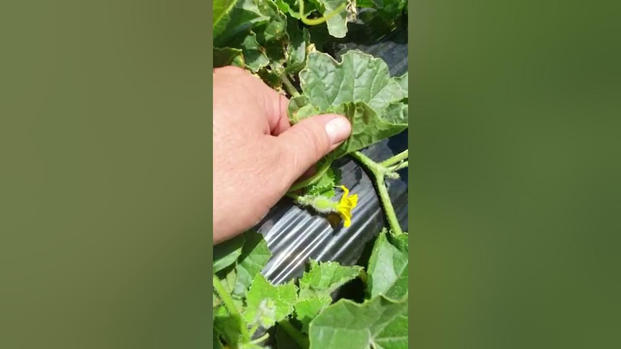 November Melon Pollination YouTube