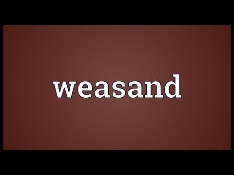 Header of weasand