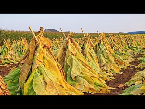 Geleneksel Tarım Tekniği - Tütün Yetiştiriciliği ve Hasadı - Tütün Yaprağı İşleme Tekniği