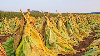 Traditional Agriculture Technique - Tobacco Farming and Harvest - Tobacco Leaf Processing Technique