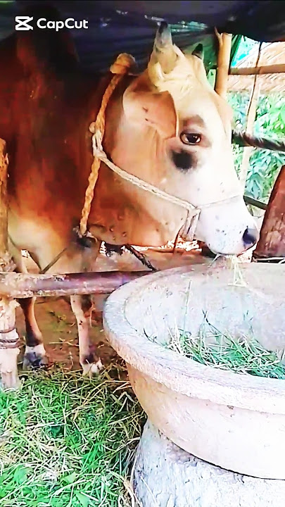 cow dance shorts video  #remix #anime #dj #cowdance #hamba #ework #funnyanimals