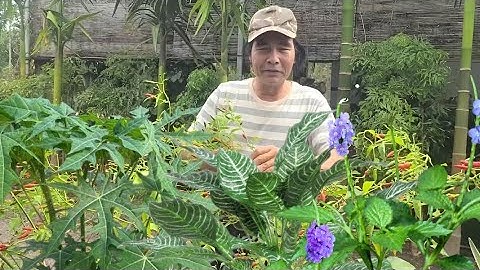 những cây thuốc quý quanh ta phần 1