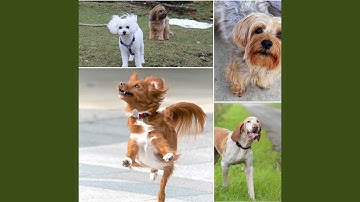 Pulsating A Resting Hound