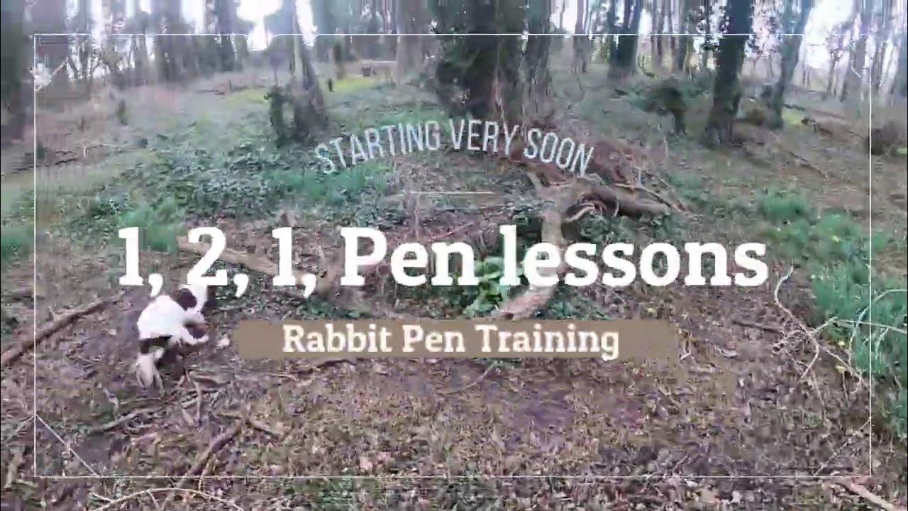 1 2 1 Gundog Training in the Rabbit Pen Training Available YouTube