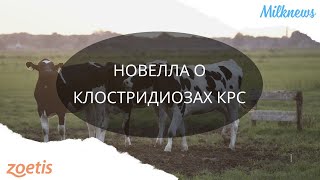 Новелла о клостридиозах КРС