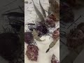 ウニを食べるのは石鯛やイシガキダイだけではありません。バリコ（アイゴ）、シマアジ、イサギ、コッパグレ、フグ、ニザダイ、カゴカキダイ、ほとんどの魚が集まってきて突いています。
