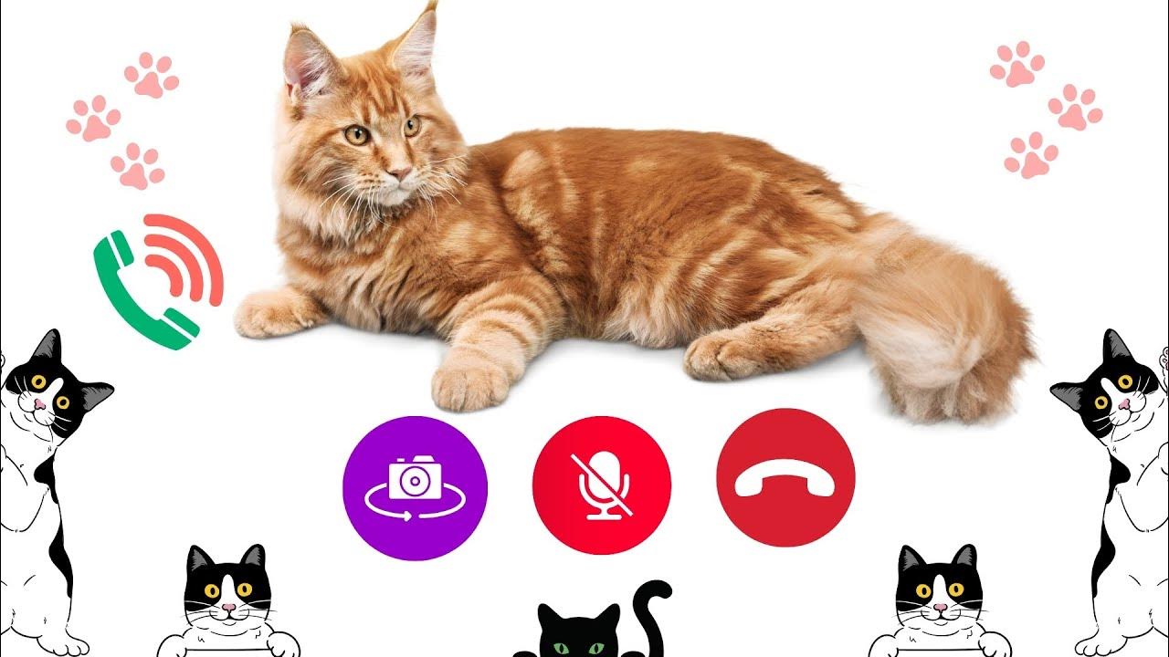 🍎 Apple Ringtone , cats iPhone pro, iphone , Cat Ringtone 1900 iPhone