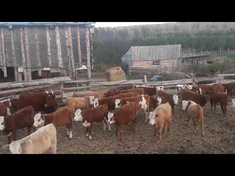 Купить Крс В Красноярском Крае